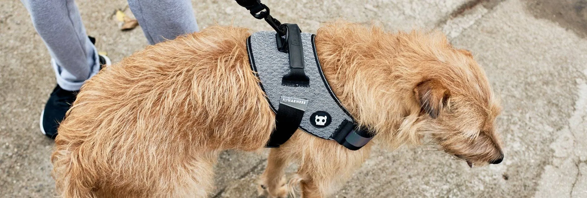 Zee.Dog - Urban | FlyHarness: Size 1